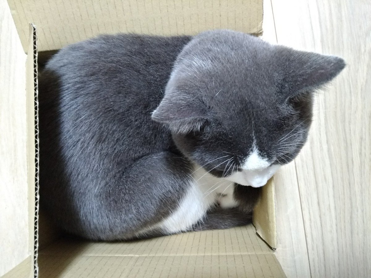 その箱、君にはもう小さすぎると思うし、頬肉はみ出てるし、話は変わるけど頭めちゃくちゃ丸いな! 