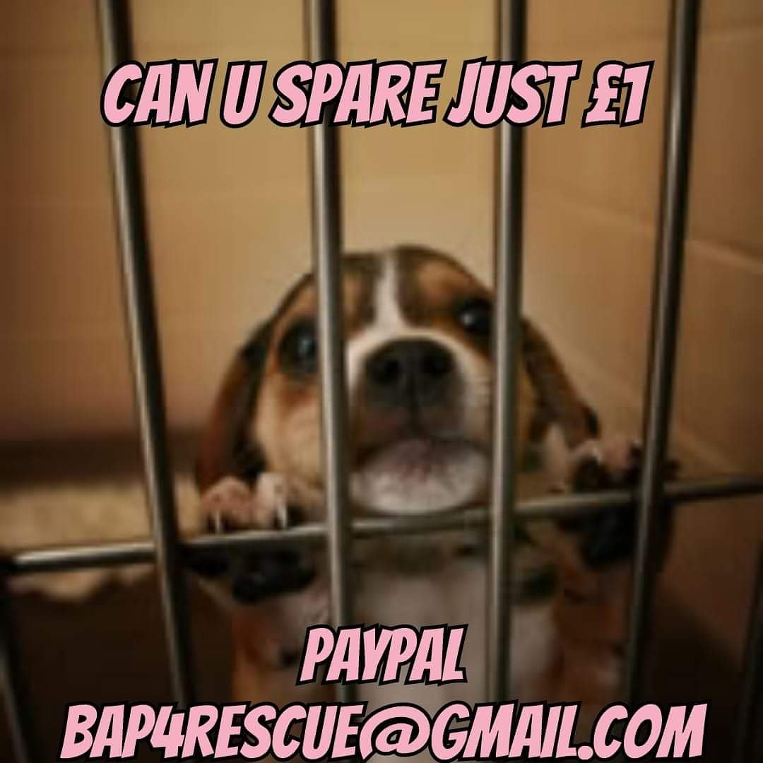 Bring A Pound For Rescues tweet media