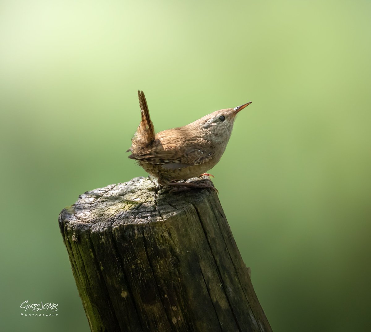 Woodland Wren Parcslip Nature reserve.  @BridgendBites @BridgendCBC @visitwales @BirdWatchDaily @rspb  #pictureoftheday #findyourepic @OFFICIAL_WLUK  @BirdWatchingMag @ParcSlipNR