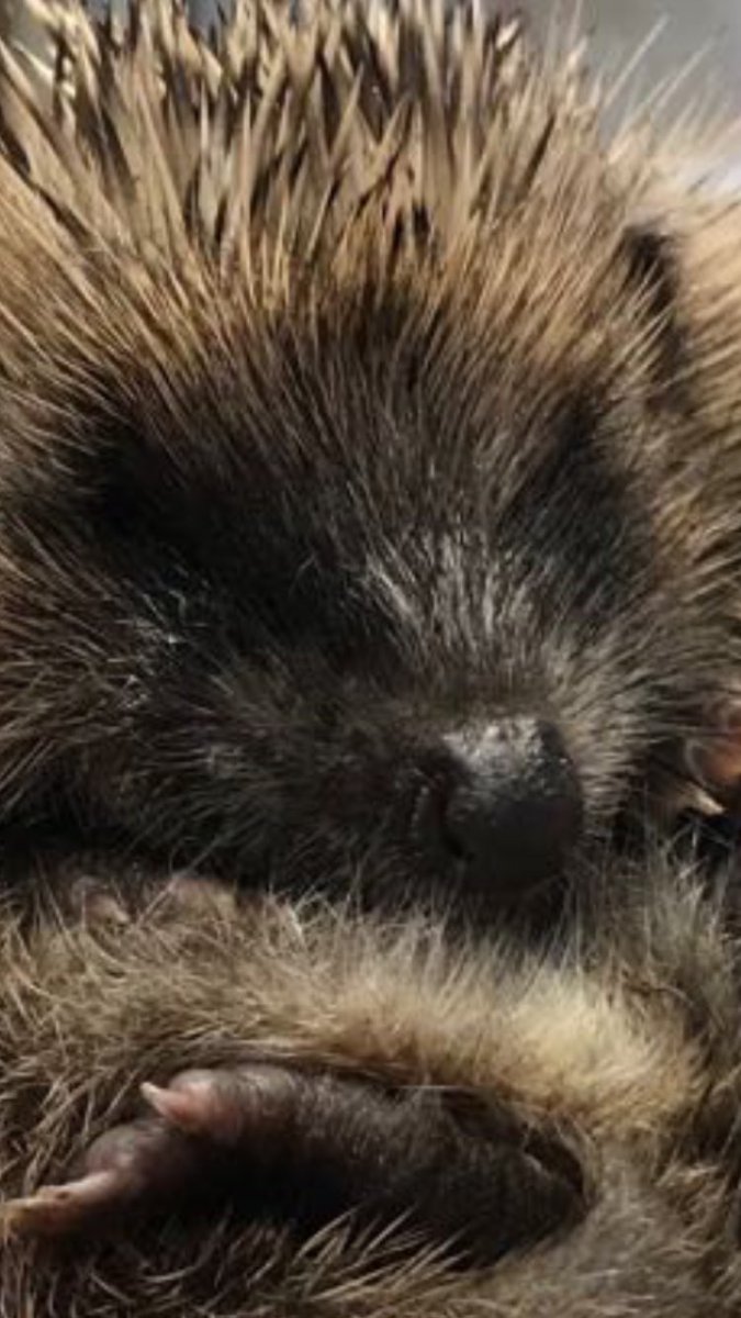 BarnesHedgehogs's tweet photo. Keep your eyes opened for autumn hoglets wondering during day light , that means they need urgent help , take to the vet at once @BarnesHedgehogs  #wildlife #nature #london #uk https://t.co/ltkzkuvf3G