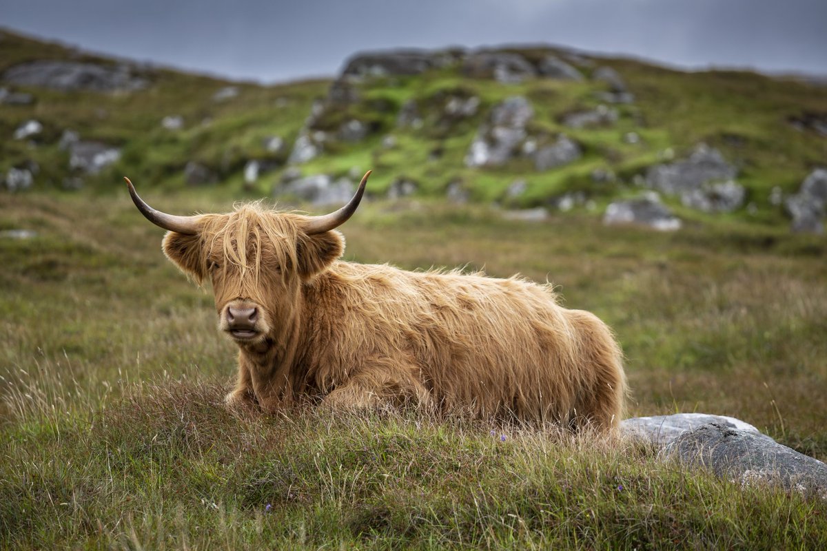 @VisitScotland #coosday #hushinish #isleofharris #Scotspirit