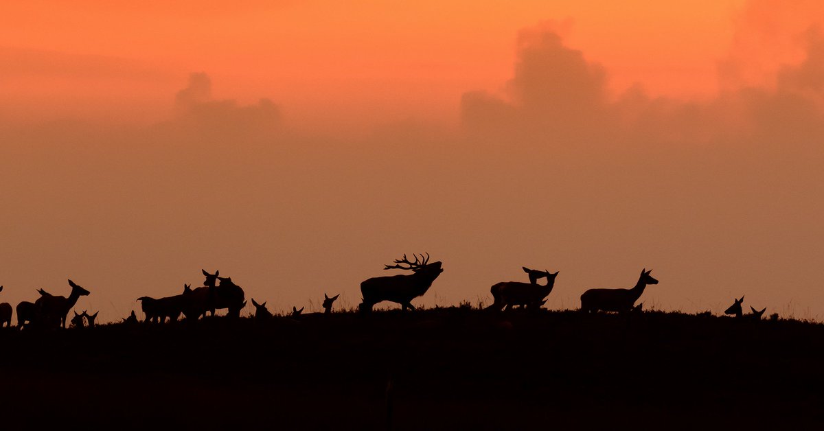 BuitenGewoon (@buitengewoongld) on Twitter photo Wauw! Wil jij de bronst van dichtbij zien? 🦌 Dat kan! Like en deel onze post op Facebook en WIN een plekje tijdens onze EXCLUSIEVE bronstexcursie op 30 september met boswachter Henk Ruseler <a href="/HogeVeluwe/">NP De Hoge Veluwe</a> ogld.nl/jsj Foto: <a href="/FotograveluweNL/">Fotograveluwe.nl</a> Wauw! Wil jij de bronst van dichtbij zien? 🦌 Dat kan! Like en deel onze post op Facebook en WIN een plekje tijdens onze EXCLUSIEVE bronstexcursie op 30 september met boswachter Henk Ruseler <a href="/HogeVeluwe/">NP De Hoge Veluwe</a> ogld.nl/jsj Foto: <a href="/FotograveluweNL/">Fotograveluwe.nl</a>