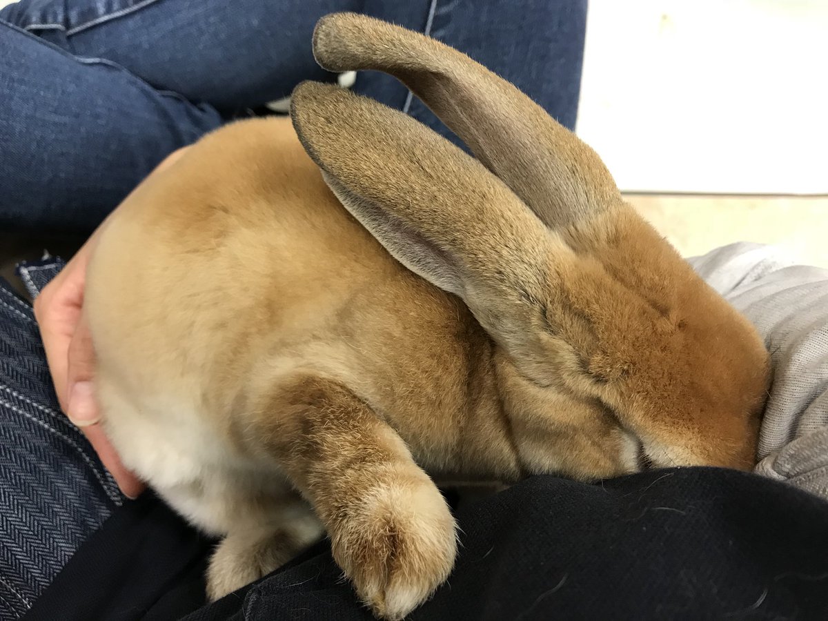アミーゴ周南店小動物 Sur Twitter 抱っこで仮眠 ˊ ˋ ᐝ かわいい 連れて帰りたい ミニレッキス うさぎ 抱っこ好き 仮眠タイム なにこのかわいさ アミーゴ周南店小動物 Sur Twitter 抱っこで仮眠 ˊ ˋ ᐝ かわいい 連れて帰りたい ミニレッキス うさぎ 抱っこ好き 仮眠タイム なにこのかわいさ