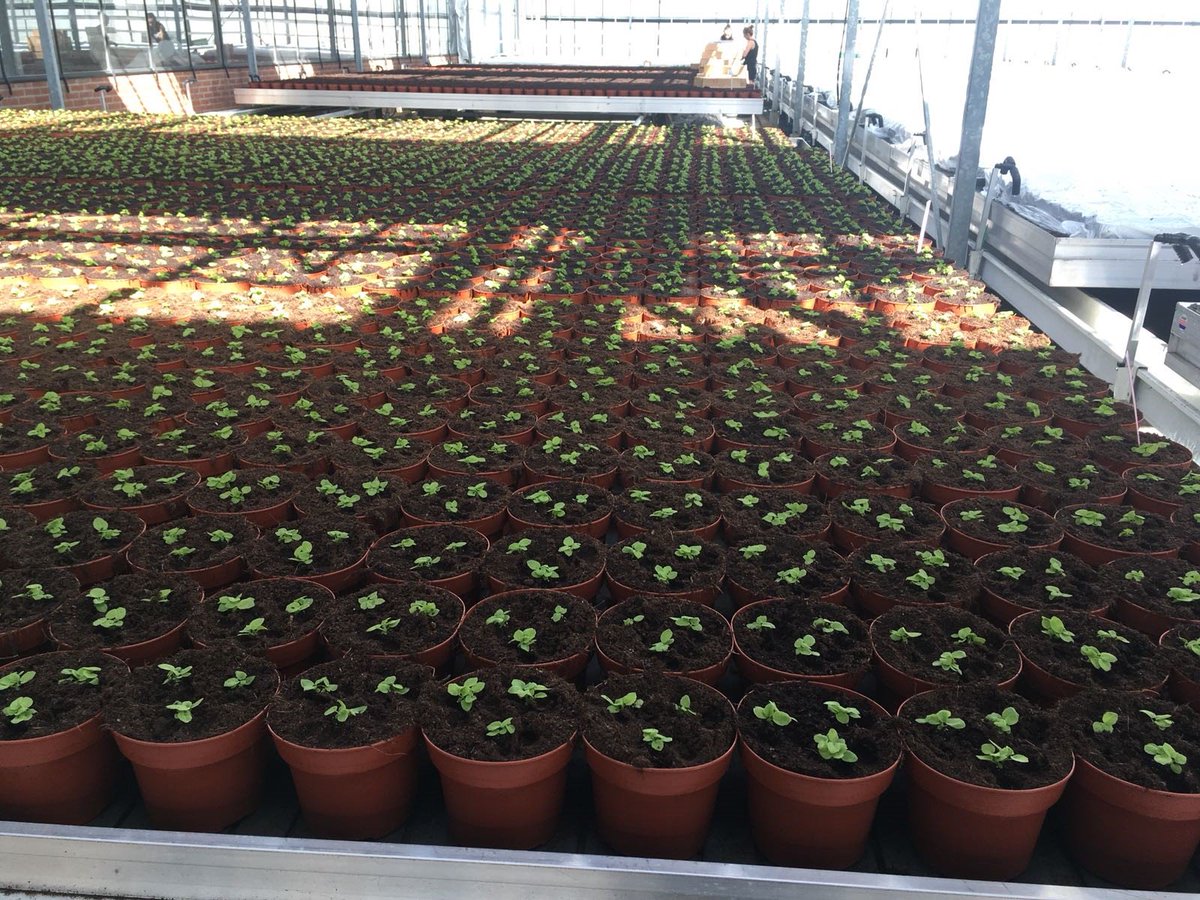 gebrnederpel's tweet photo. De eerste #Primulas zijn gestoken! Vanaf week 49 leverbaar in 6 kleuren. Meer info: https://t.co/FYfIf2Yd60 https://t.co/blpoPU5MRY