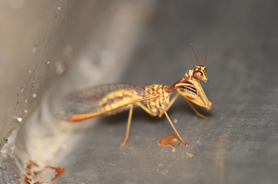 まか カマキリもどきどうぞしないニキ Sui Twitter