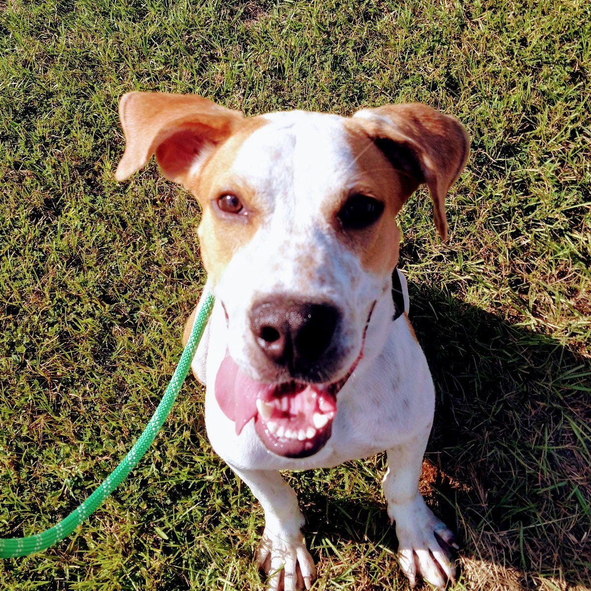 Fins Animal Training (FinsPetTrainers) Twitter