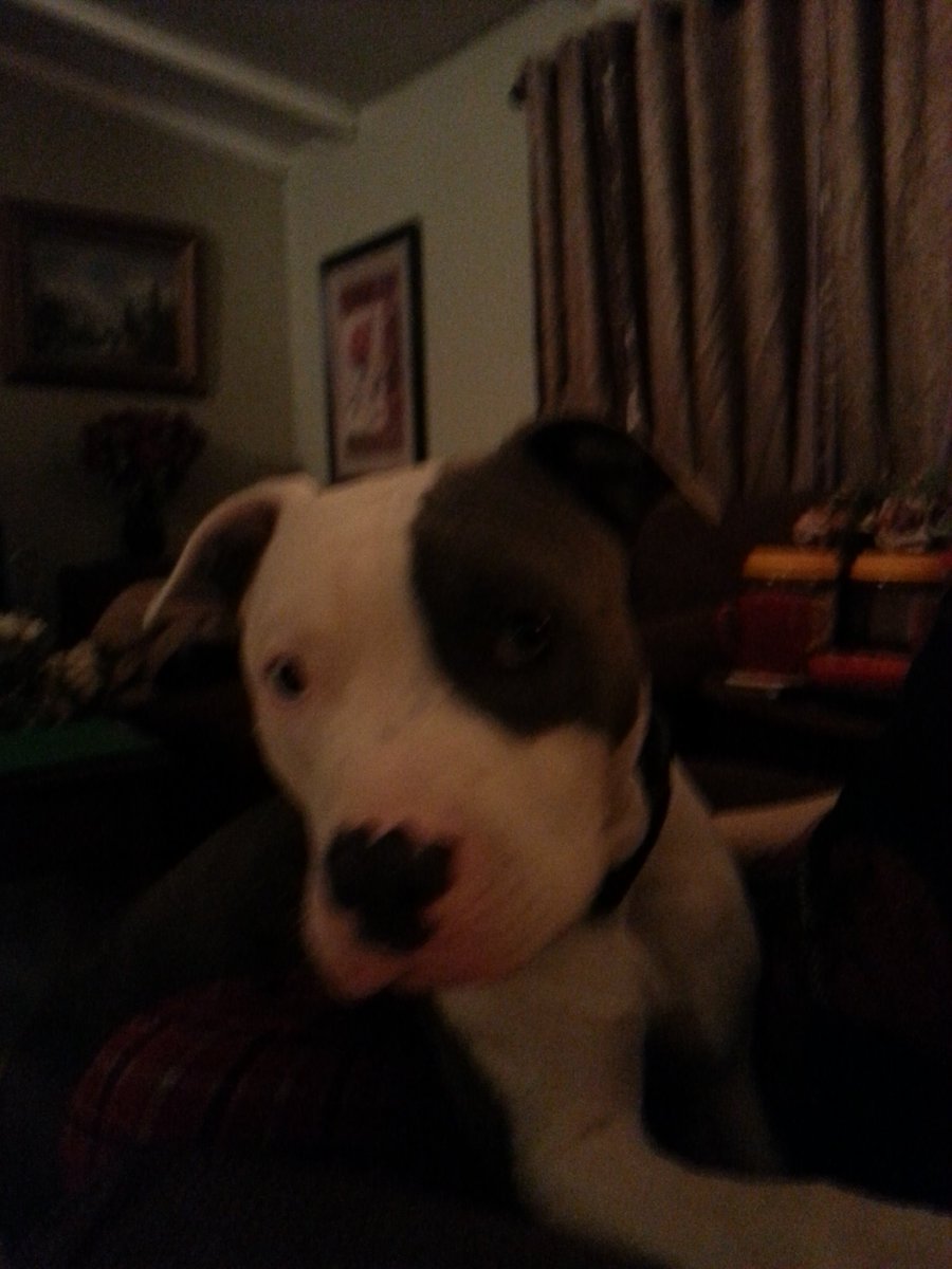 scarlet_vice's tweet photo. This pupper thinks hes a lapdog. He is pushing 70 lbs x.x Think I'll have a few bruises from him jumping on me. Hes really cute and clumsy though so its ok. https://t.co/2fohg8y6Md