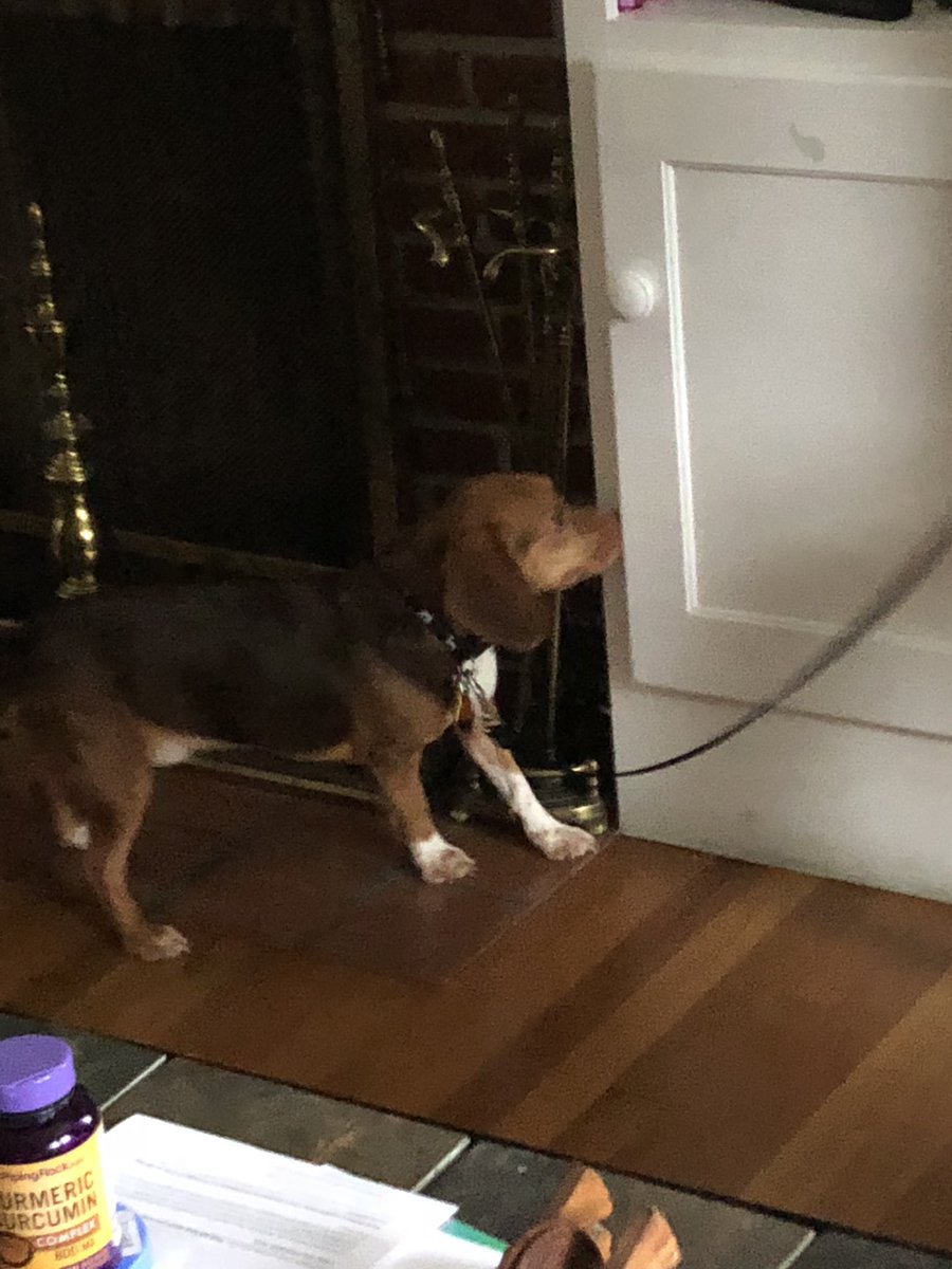 tracek9s's tweet image. @sheratonhotels @InterConHotels @Hyatt @remax @Amtrak @FourSeasons @TheSeaport @seaportboston @VisitMA @UMassAmherst #lakegeorge @SixFlags @GreyhoundBus #budbugs #bedbuginfestation @NorfolkSheriff @TownofBrookline @Foxborough_MA