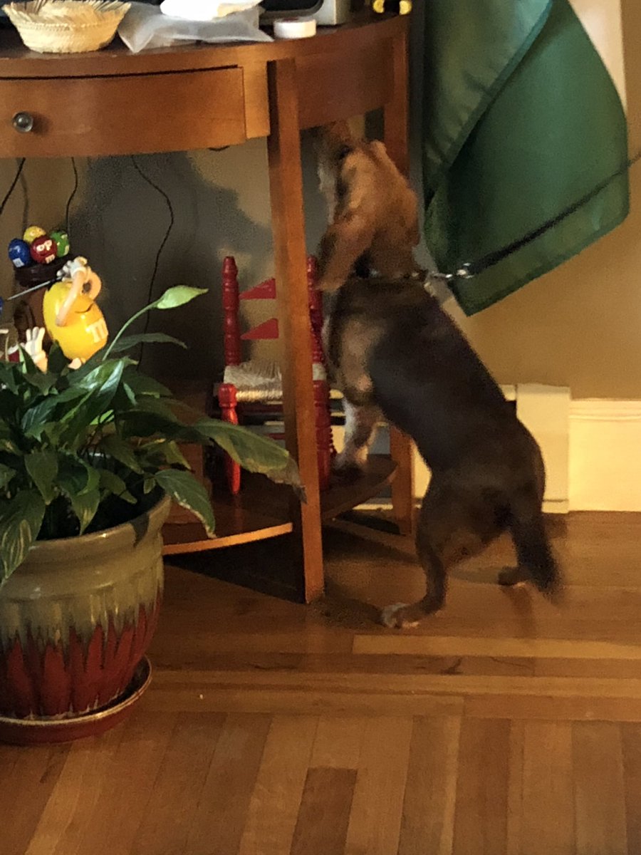 tracek9s's tweet image. @sheratonhotels @InterConHotels @Hyatt @remax @Amtrak @FourSeasons @TheSeaport @seaportboston @VisitMA @UMassAmherst #lakegeorge @SixFlags @GreyhoundBus #budbugs #bedbuginfestation @NorfolkSheriff @TownofBrookline @Foxborough_MA