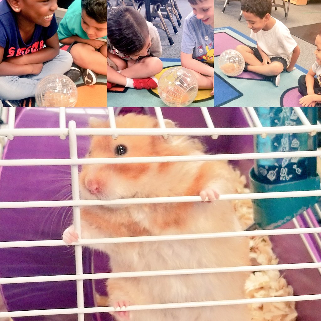 HelloMrsCobb's tweet image. We really enjoyed Ms.Nibbles today! #hamster #kinderVibes #ScienceVibes @FranconeElem