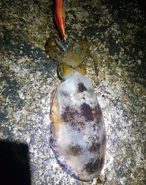 釣り大好き＠あおい tweet media