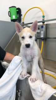 PetEventPros's tweet photo. San Diego: Come to play, splash, &amp; bond with your dog @ Laurel Street Dog Wash. Everything you need to clean those paws in a stress-free atmosphere. They carry a variety of healthy &amp; delicious food &amp; treats &amp; offer CBD oil &amp; treats &amp; mushroom oil. https://t.co/LtUzcQA8Ss https://t.co/Ch8h3pnW5d