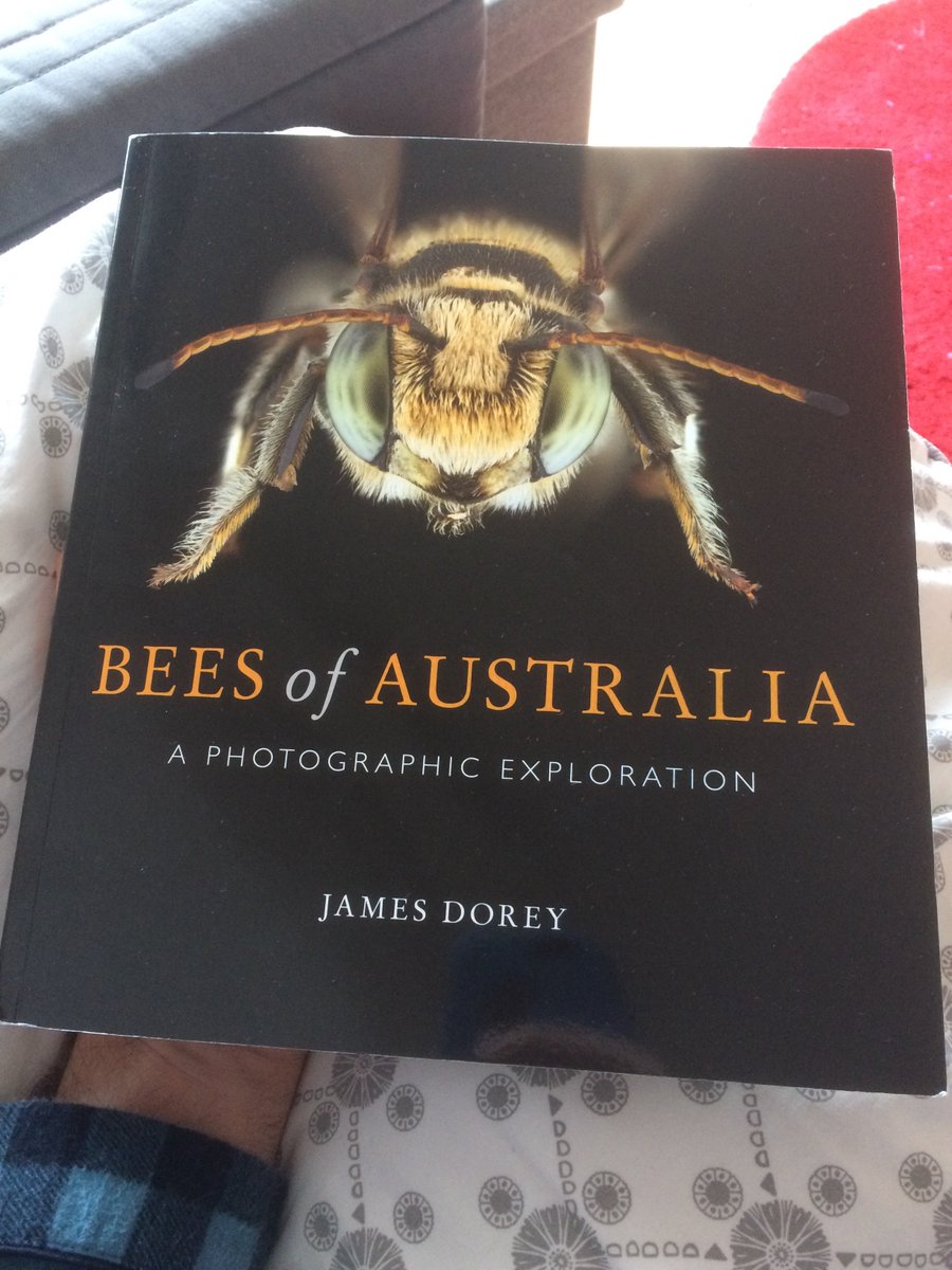 EcologyToby's tweet photo. Having a coffee &amp; reading James Dorey's @JamesDoreyPhoto new book, Bees of Australia. Nice work Cobber! Such awesome bees &amp; awesome photos! Very hard to choose a fav! But am leaning towards Brachyhesma perlutea. Book available at: https://t.co/hegRqPKy7m #bees #ozpollinators https://t.co/9162aMWi4x