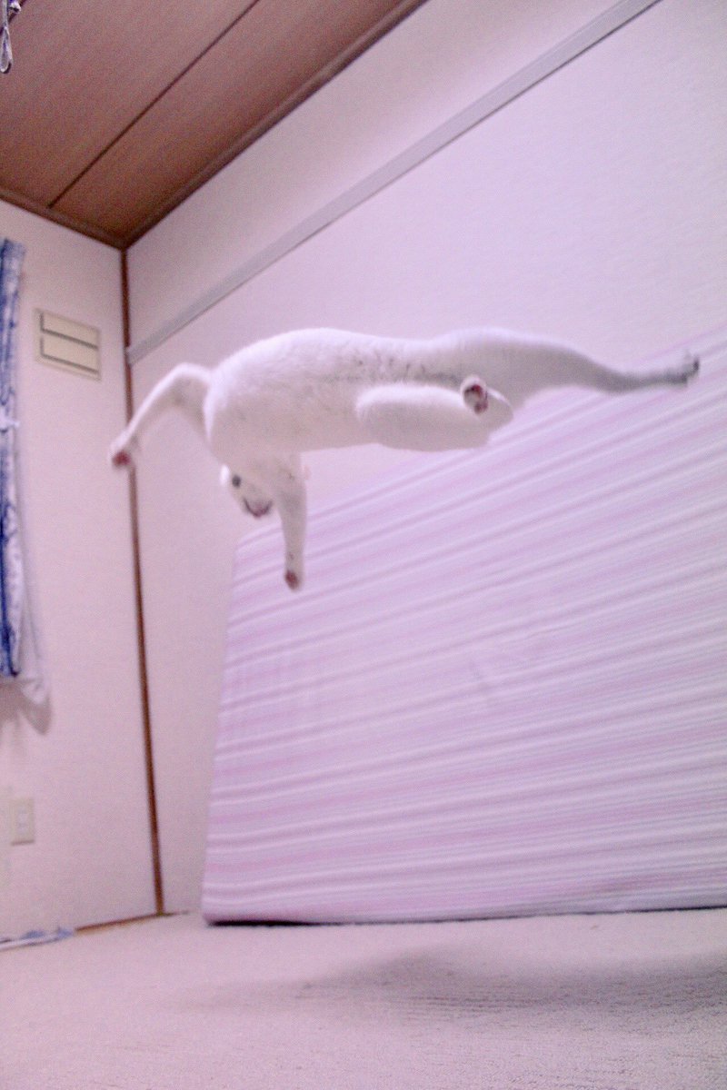 おけつ 着地がマッチョ ウルトラc ジャンプからカッコイイ着地をする猫様に釘づけ Togetter おけつ 着地がマッチョ ウルトラc ジャンプからカッコイイ着地をする猫様に釘づけ Togetter