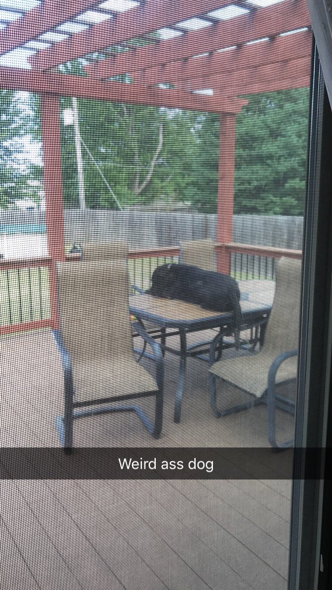 Ohsnapsarahanne's tweet photo. My #LabradorRetriever is #extra https://t.co/TPieLdfEeW