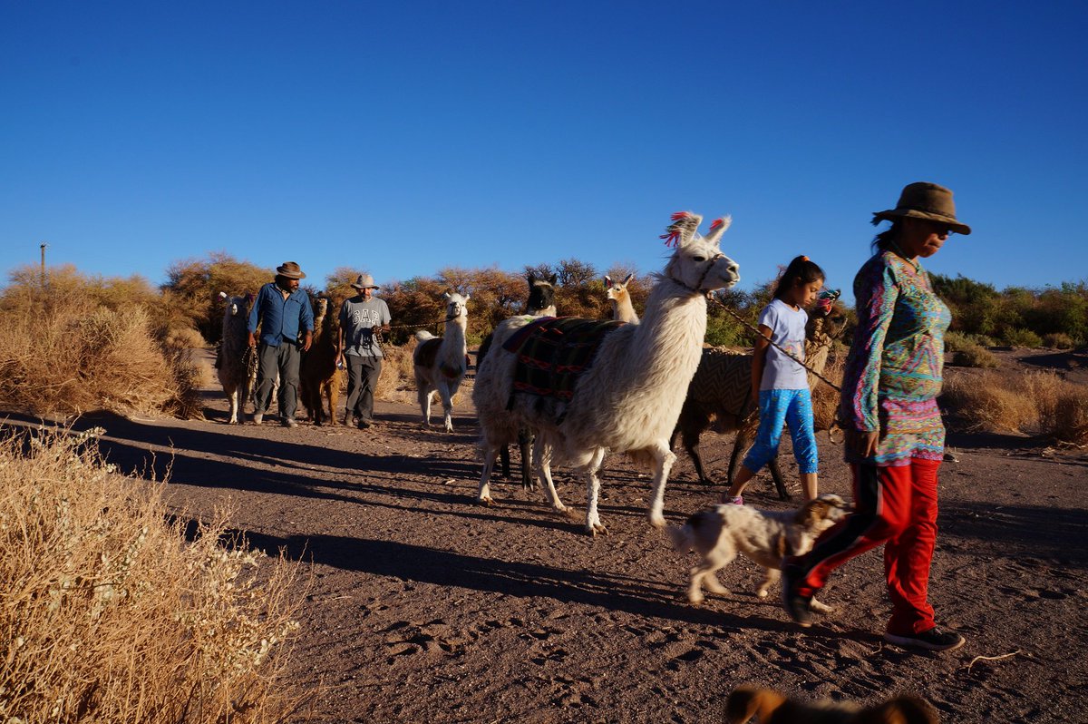 Conoce parte del recorrido que realizaban los caravaneros en compañía de los mejores #CaravanasAncestrales => ow.ly/vI7Y30kEKgd #SanPedrodeAtacama #Coyo