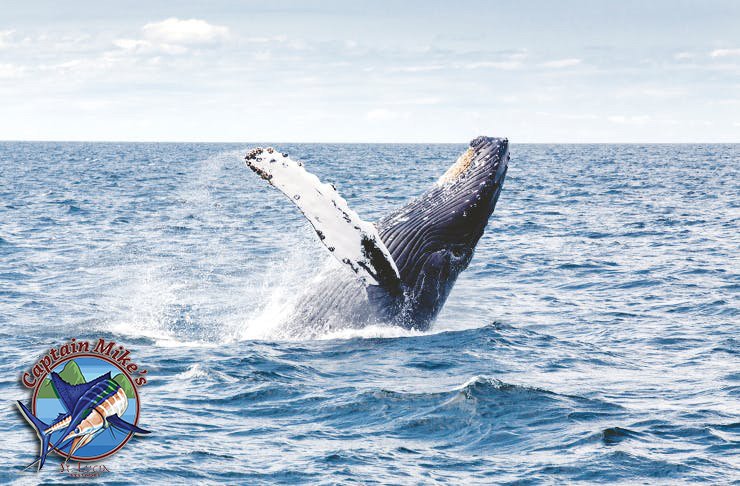 Don't forget we always do whale watching here at Captain Mikes . Book us today.
#CaptainMikes #Fishing #Fishinglife #Whalewatching #Dolphinwatching #AtSea #Happylife