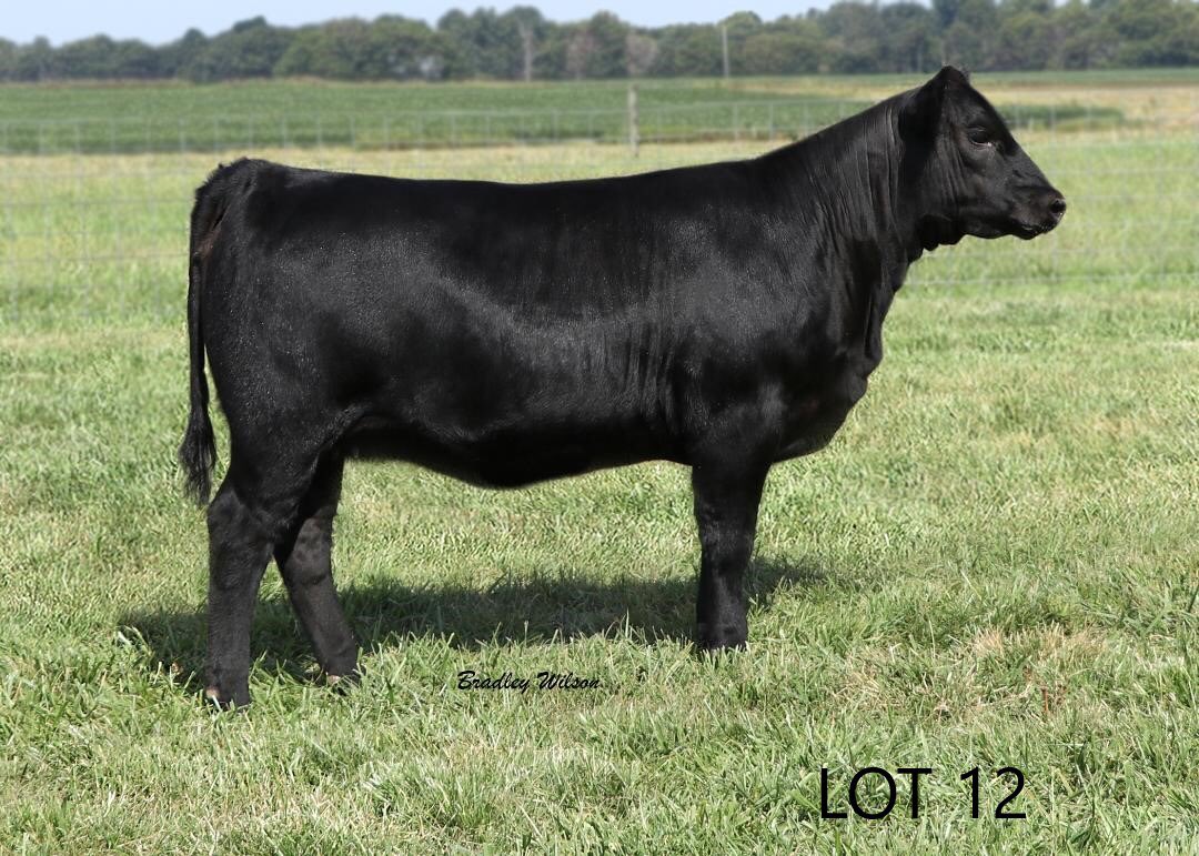 WomackCattle's tweet photo. Great set of females! Check out their #pedigrees and videos!https://t.co/I8j75nQne6.  #Angus #Hereford #cattle https://t.co/mR1RSQh4Xo
