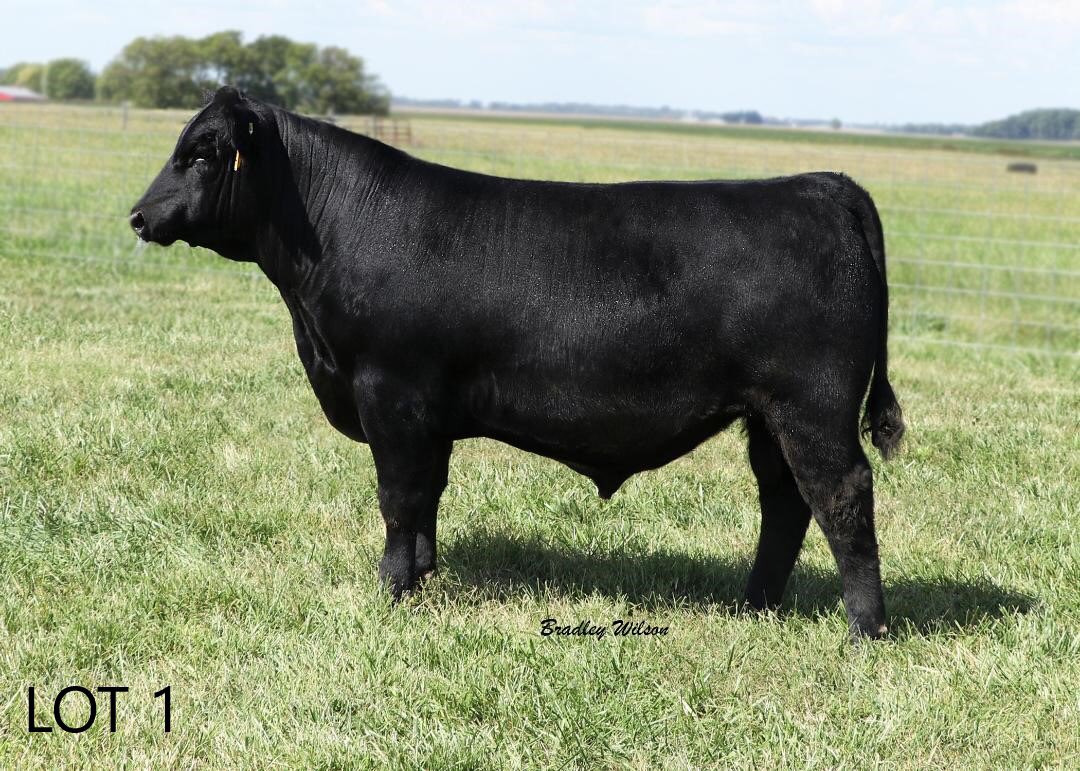 WomackCattle's tweet photo. Great set of females! Check out their #pedigrees and videos!https://t.co/I8j75nQne6.  #Angus #Hereford #cattle https://t.co/49TcHgysSO