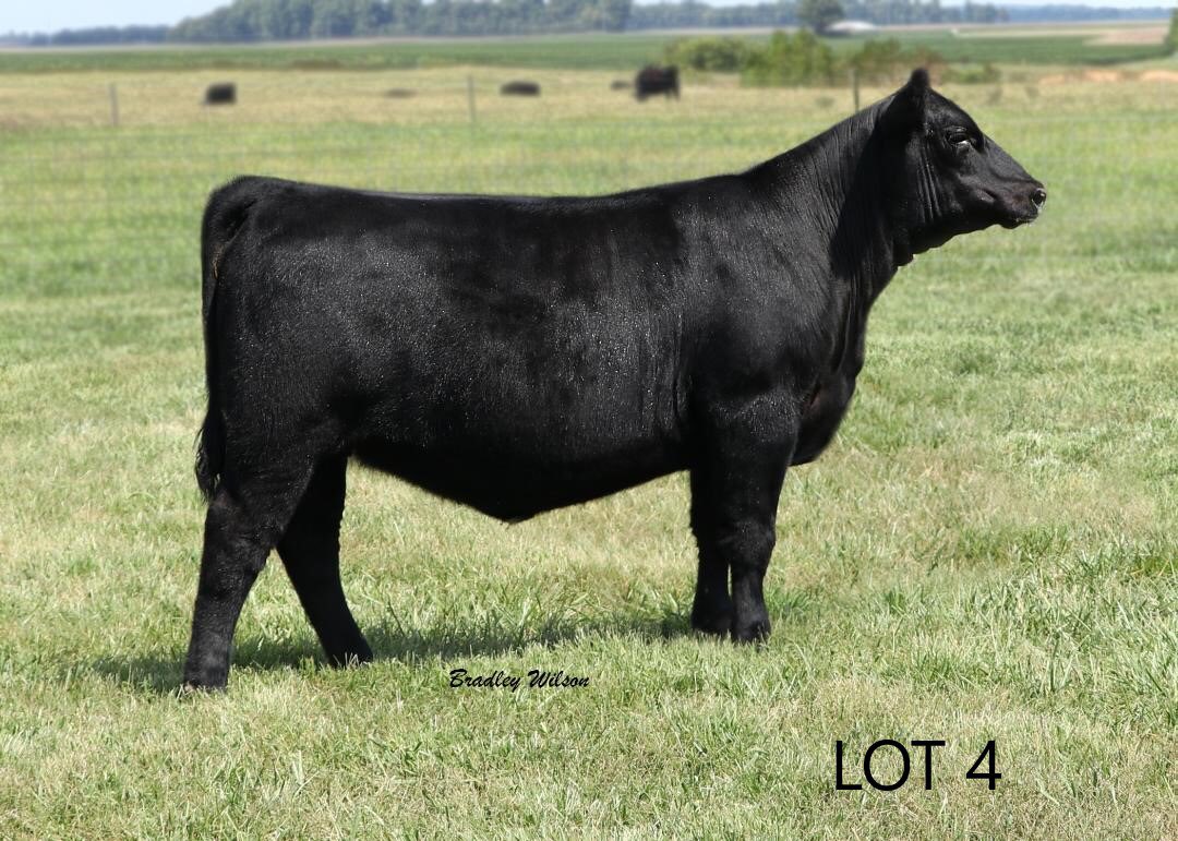 WomackCattle's tweet photo. Great set of females! Check out their #pedigrees and videos!https://t.co/I8j75nQne6.  #Angus #Hereford #cattle https://t.co/Vv4jHrBsJt