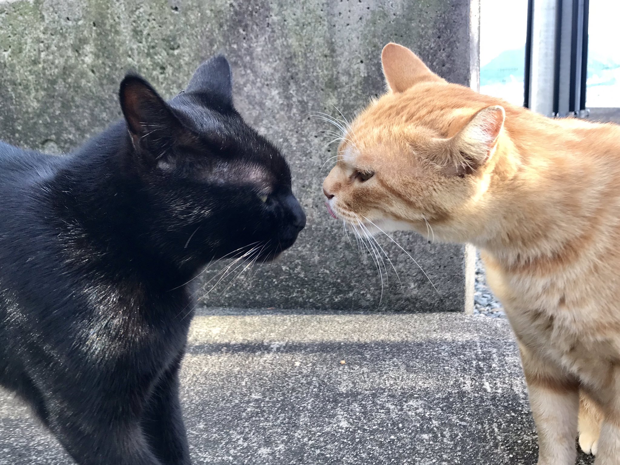 尾道市立美術館 見つめ合う Gaze At H スタッフ撮影の美術館周辺の猫スナップをご紹介 Spin Off 18 不定期配信 尾道 千光寺公園 尾道市立美術館 猫 黒猫 茶トラ Cat Onomichi T Co Pth7sdf9xs Twitter