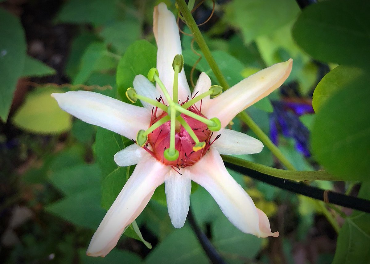 Passiflora aurantiaca, (Australian Two-Tone Passion Flower). Finally a bloom that lasts more than a day. First year going aurantiaca, isn’t it special? #ForMyAussieFriends #Passifloraceae