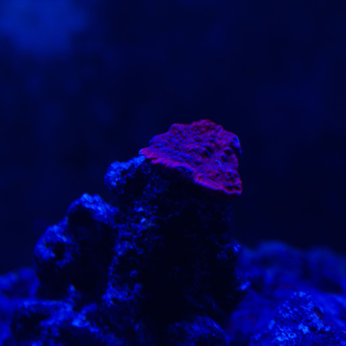 MileHighReef's tweet photo. "Montipora"
#MileHighReef @Kottonics
#Reef #Reeftank #Reefporn #hardcoral #coralporn #SaltWaterAquarium #AllMyMoneyGoesToCoral #eatsleepreef #fishtank #affiliate https://t.co/ykWsWYTocE