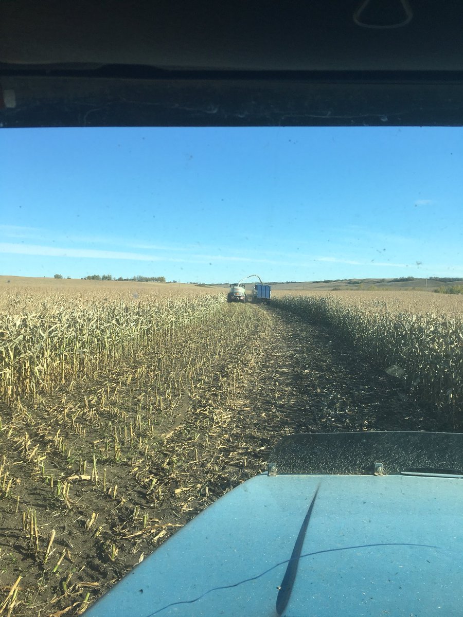 jhozack's tweet photo. Get to the chopper. Boys are fired up and it’s time to make some cow chow. Even got conscripted to drive the tandem. #bigrigging #silagetime #winterfeed https://t.co/82R6HKnUbs