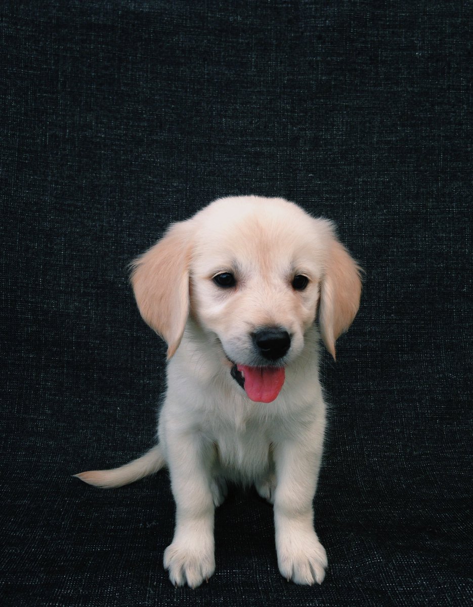 Am Goldens On Twitter My Ears Are So Soft Like Velvet