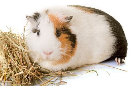 Take a look at a few products I have included in this article where its either made up of hay or you can place hay inside. It makes it more fun for the guinea pigs, by incorporating the most important part of their diet into these items. whathaytofeedyourguineapigs.com/hay-products-f…