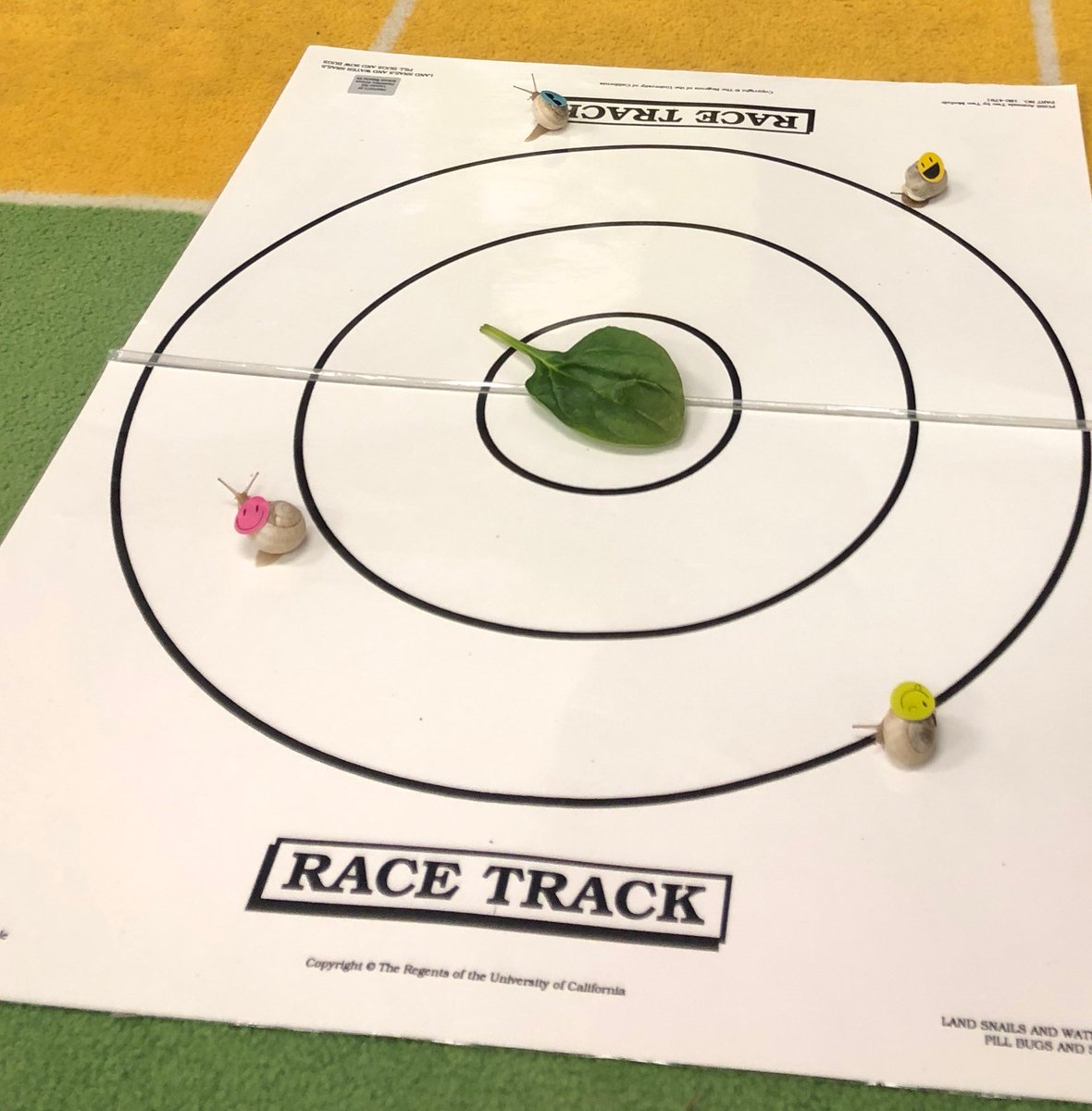 MissAs_Safari's tweet photo. Snail SMILES in #science! 🤗#snailraces #kindergarten #lisd  #lisd@RiverRidgeElem @LISDElemScience https://t.co/3sm9I478Fx
