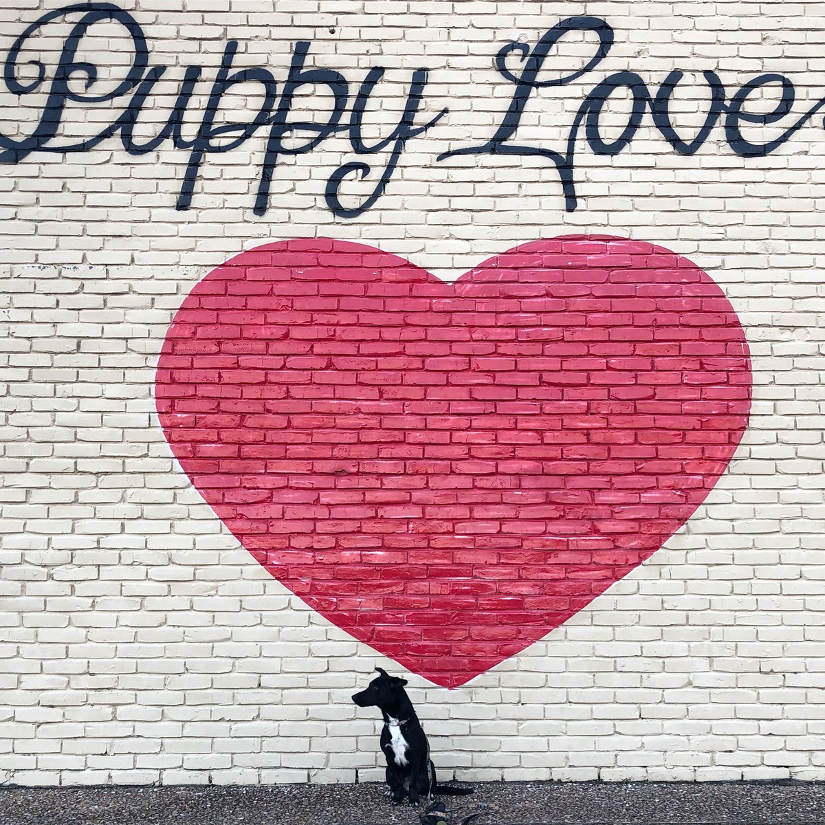 Wednesday enjoyed her first day at #mudpuppiesatx. #socializationofdogs #esadog #puppylove @mudpuppies