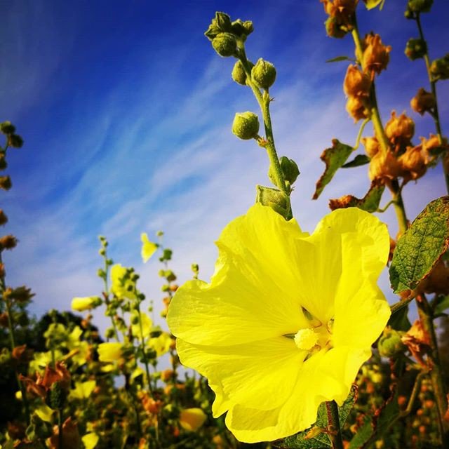 Reposting @aijamarikas:
💛😊💙
.
.
.
#flowerstagram #flowers #macroflowers #macroandflora #flowerphotography  #naturephotography  #finnishnature #ig_finland #finnishmoments #lovelyfinland #naturelovers #thisisfinland #instamacro #macrophotography #macro_captures #flowersandmacro