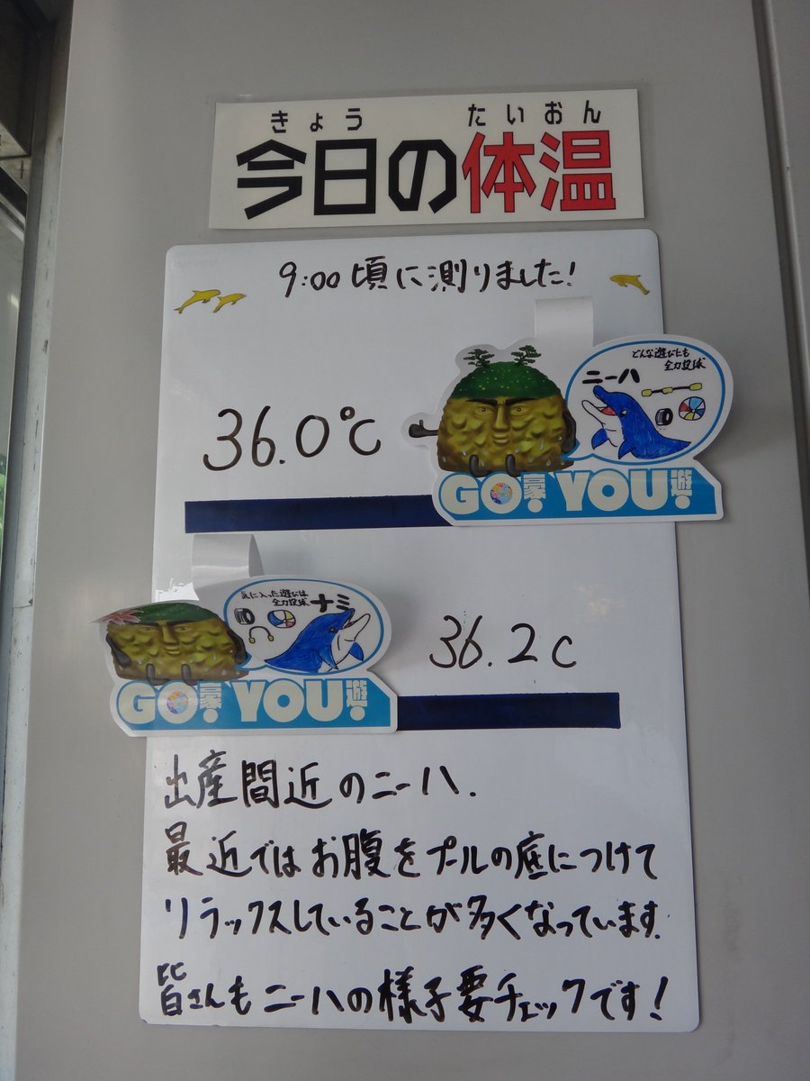 九十九島パールシーリゾート ニーハの出産までのつぶやき篇 今日のニーハは 大好きなトレーナーとイチャイチャ 楽しそうです 中堅広報担当者が 写真撮らせて と行くと ニーハは嫌そうでした 邪魔してごめんね 3 佐世保 九十九島