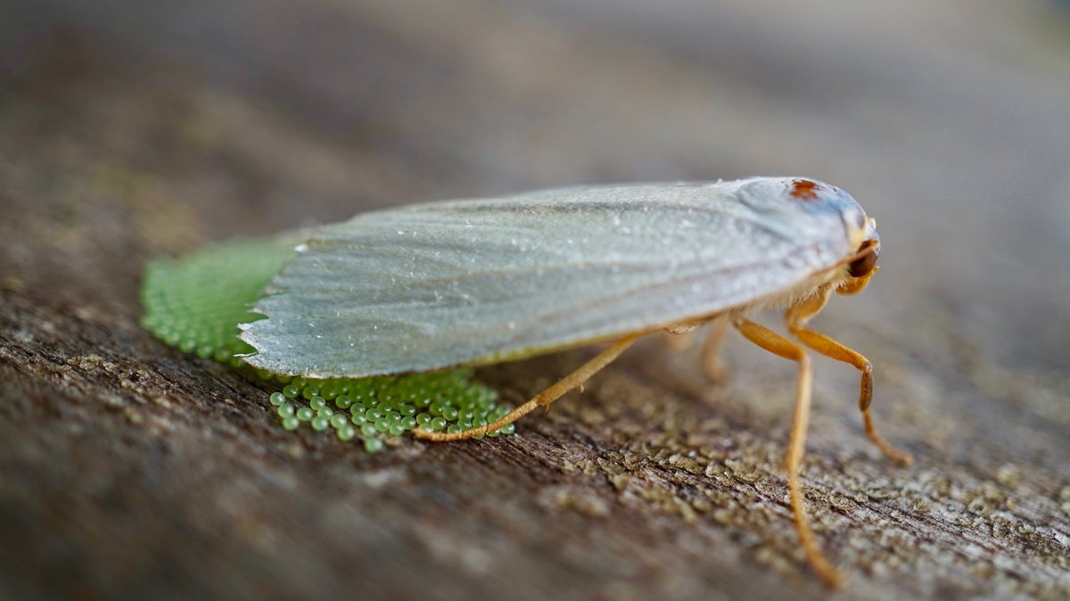 Scott Cinel tweet media