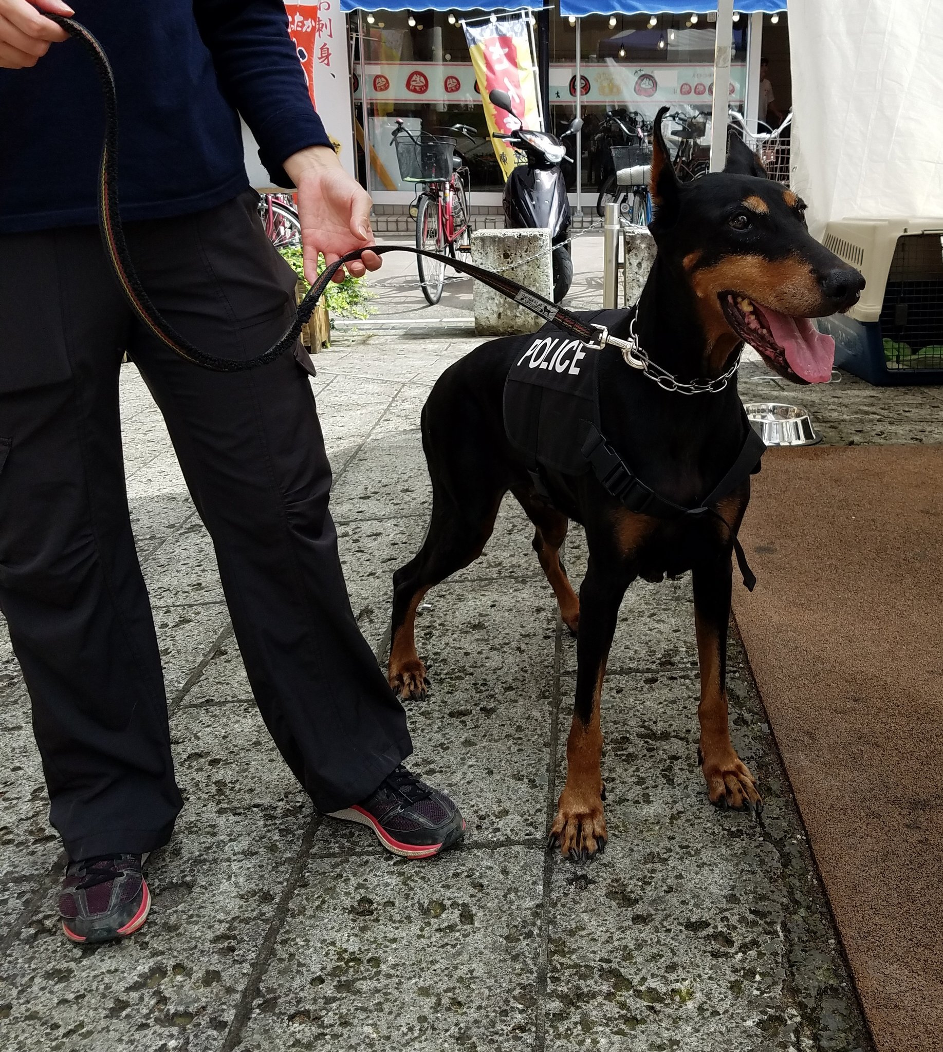 アルフォンス アル松 動物愛護週間イベントにて 元警察犬のドーベルマンとグレートデン2頭をナデナデしてきたよ 2枚目のドーベルマン君は仔牛のような大きさだった みんな可愛かった D ﾊｧﾊｧ 動物愛護週間 ドーベルマン グレートデン