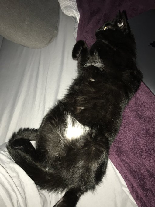 Is this a cat or a pig? Some rare breed of sloth?? https://t.co/cVws7kGtts