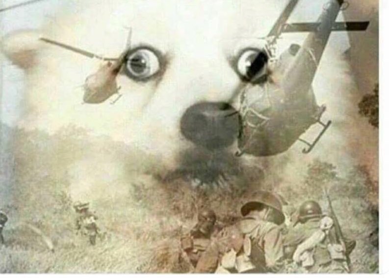ElJeringasLoko's tweet photo. cuando tu perro escucha el timbre https://t.co/KLwIvTFcRk