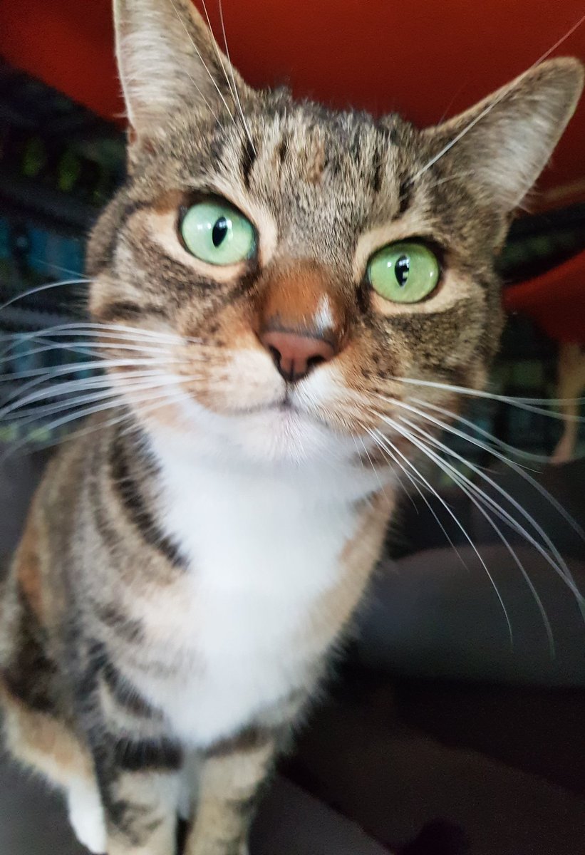 CatTimeWithCoco tweet media