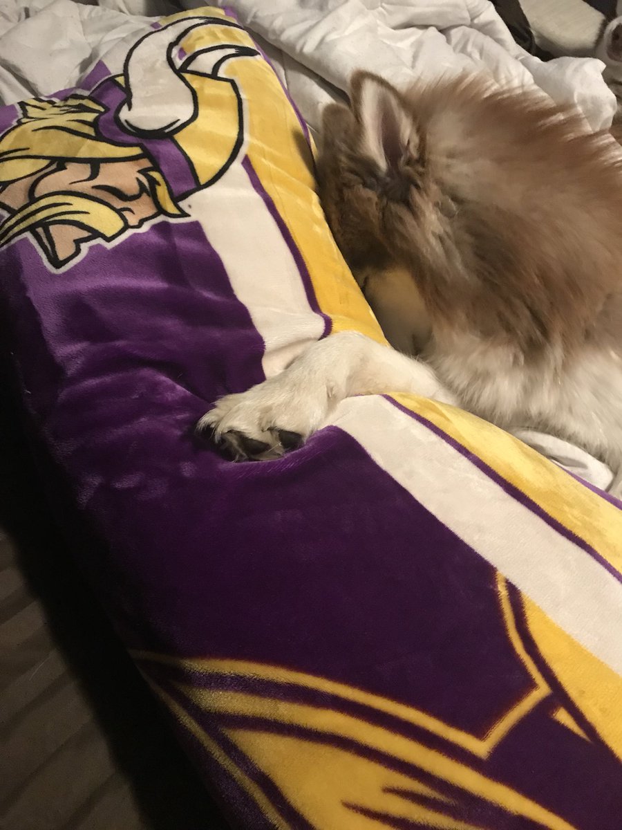 kstone1123's tweet photo. It was hard for Duke to watch anymore of the game today. @ViktorTheViking @Vikings @PAOnTheMic https://t.co/cB0yrAO9yM