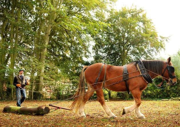ItteringhamShop's tweet photo. Jeff Shea’s Suffolk punch Alex helps low impact woodland timber extraction. Using skills from our past with modern equipment together they enhance woodlands for the future. That’s why we’ll stock bags of Jeff’s low impact logs this winter! #Shoplocal #Choplocal #sustainable #logs https://t.co/h6SA0jef2O