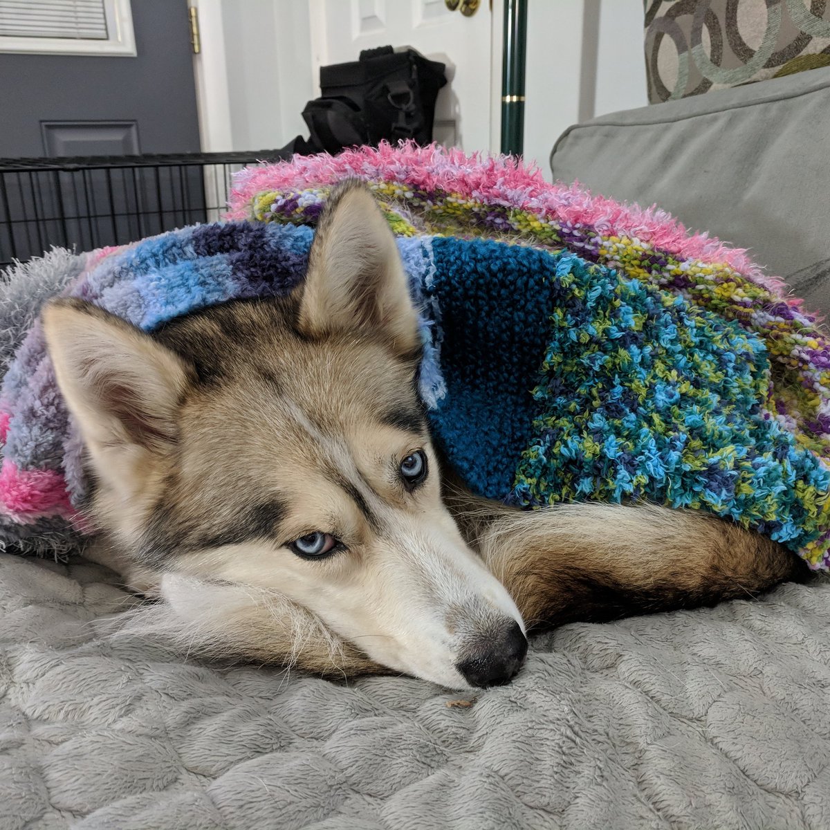 Gone to the Snow Dogs on Twitter: "Someone this beautiful handmade blanket for Oakley, but sadly she never got to use it. Shelby and Memphis will now share it in her