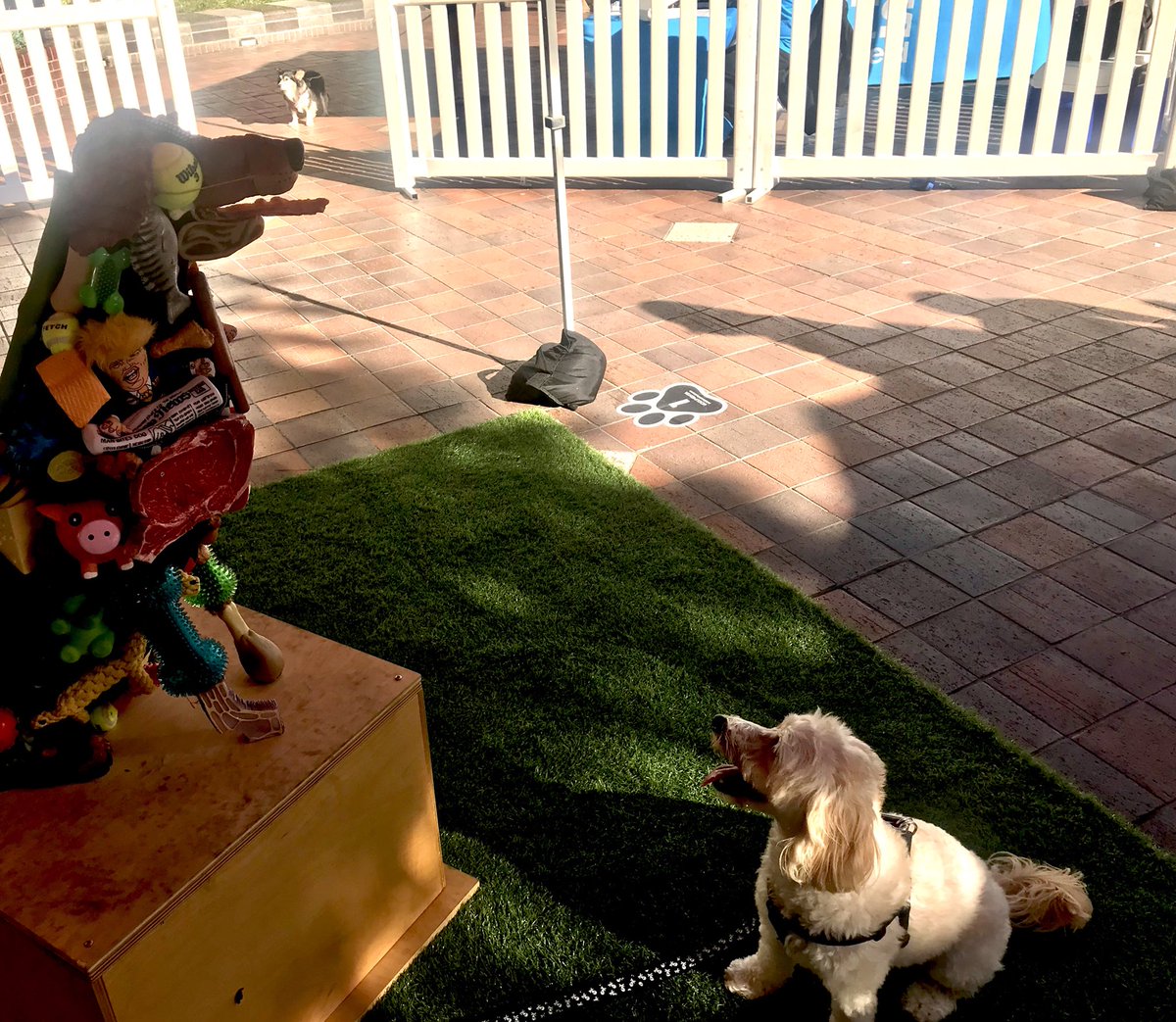 LakersJo's tweet photo. Kobe is Sniffing Around America’s First Art Exhibition For Dogs by @dogumenta in LA!
#ArtForDogs #MyDogIsCultured #dOGUMENTA #LosAngeles #Maltipoo https://t.co/CYS9DHbJbM
