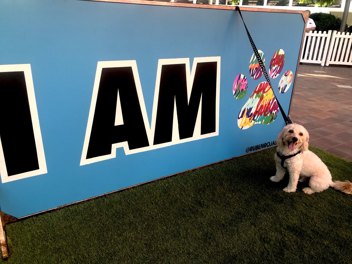 LakersJo's tweet photo. Kobe is Sniffing Around America’s First Art Exhibition For Dogs by @dogumenta in LA!
#ArtForDogs #MyDogIsCultured #dOGUMENTA #LosAngeles #Maltipoo https://t.co/CYS9DHbJbM