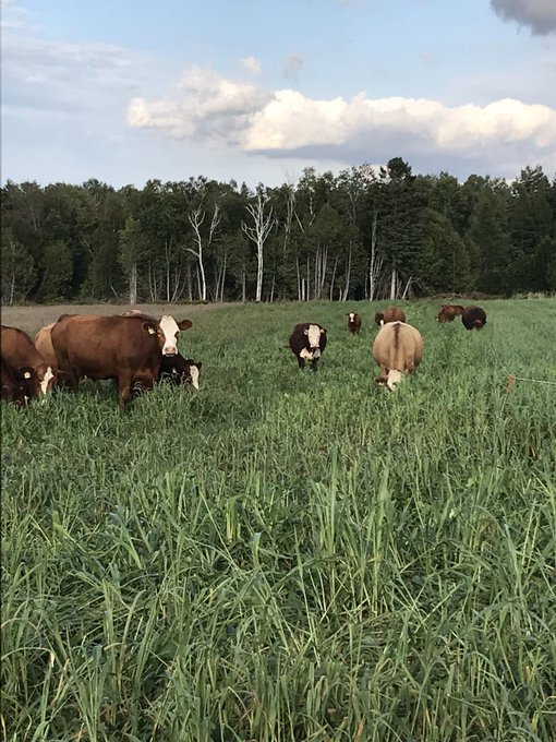 View image on Twitter