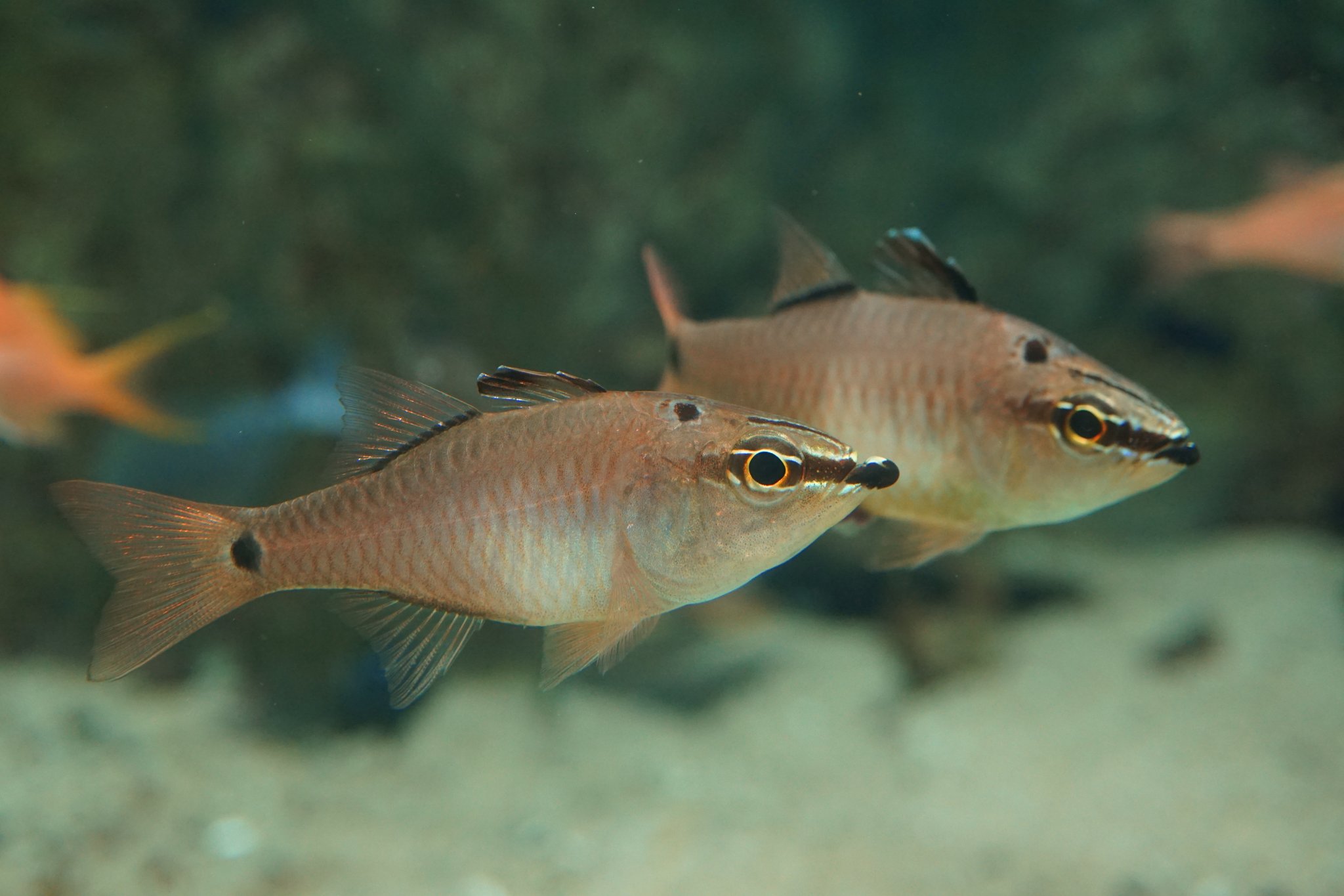 Pikayadon Ar Twitter あわしまはクロホシイシモチとネンブツダイが結構な数いました クロホシイシモチ ネンブツダイ オオスジイシモチ コスジイシモチ あわしまマリンパーク Apogon Monday T Co Cu29n3lljr Twitter