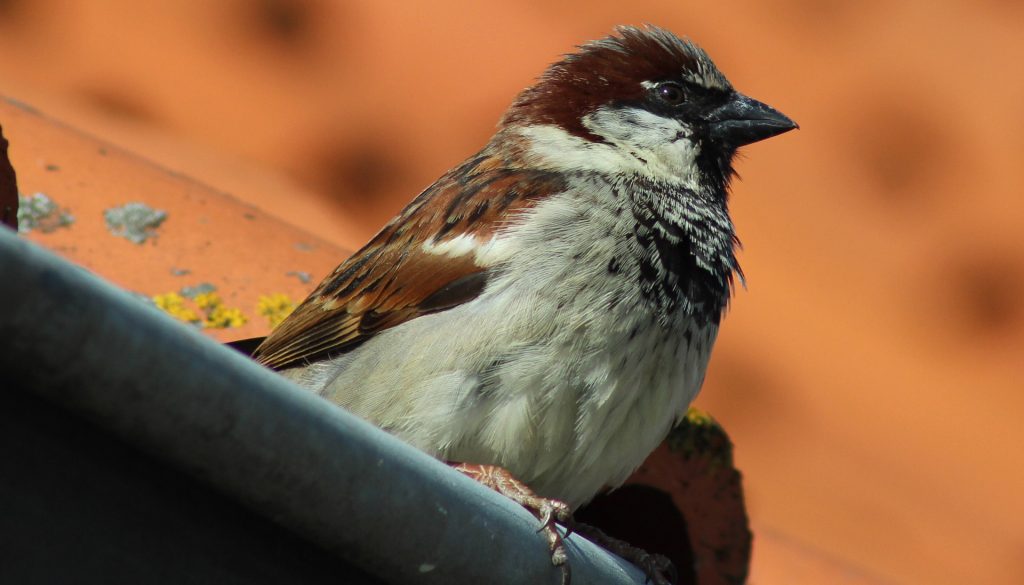 Sparrows in mining towns Broken Hill and Mount Isa have evolved to avoid lead poisoning #bulletproofspoggies  ab.co/2OIzaL6