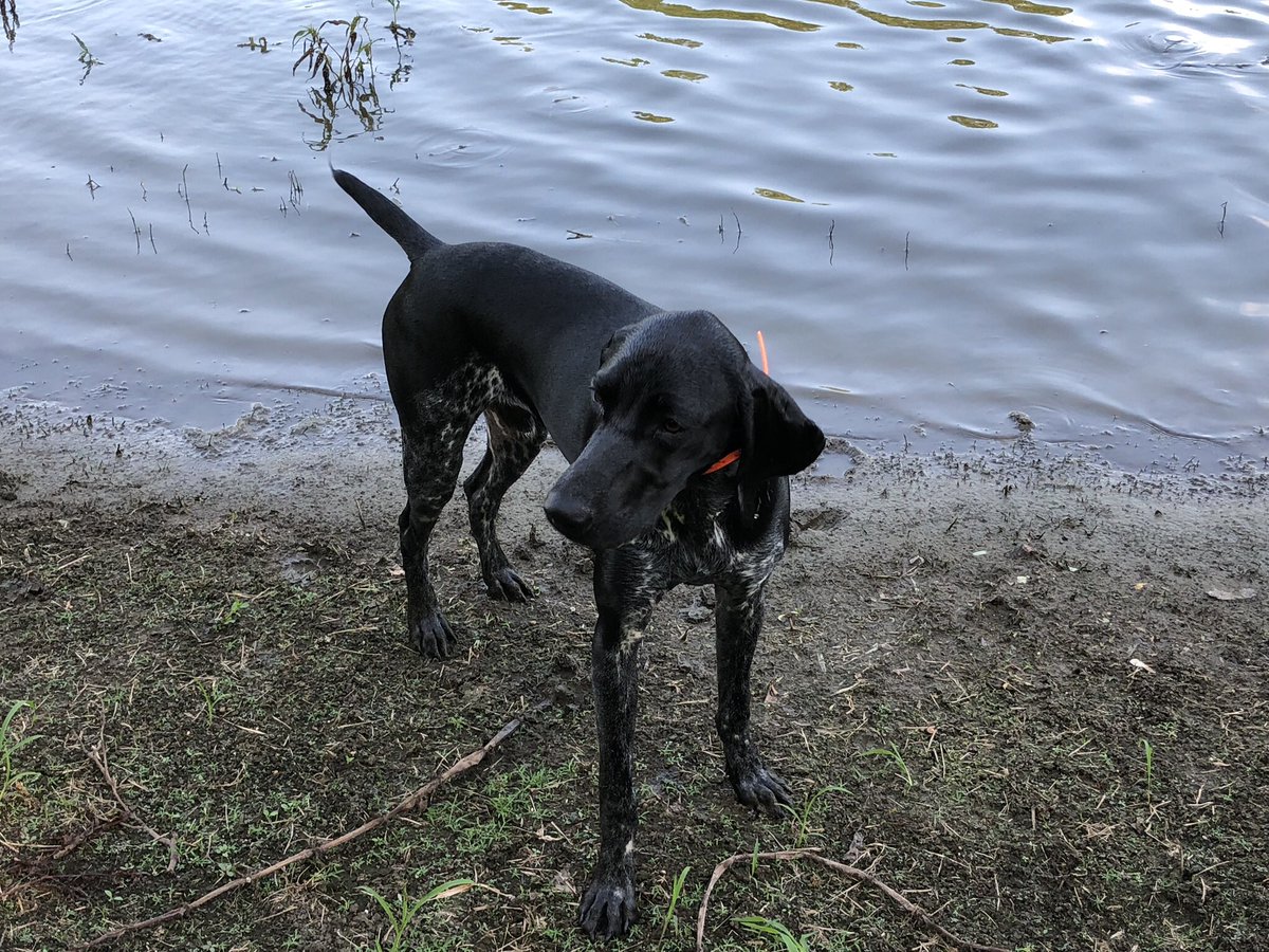 RipleyGsp's tweet image. NAVHDA testing done: 112 points, Prize 1 day for natural abilities😎... time for cuddles and toy destruction #dogsoftwitter #woof #NAVHDA #huntingdogs #gsp 😎