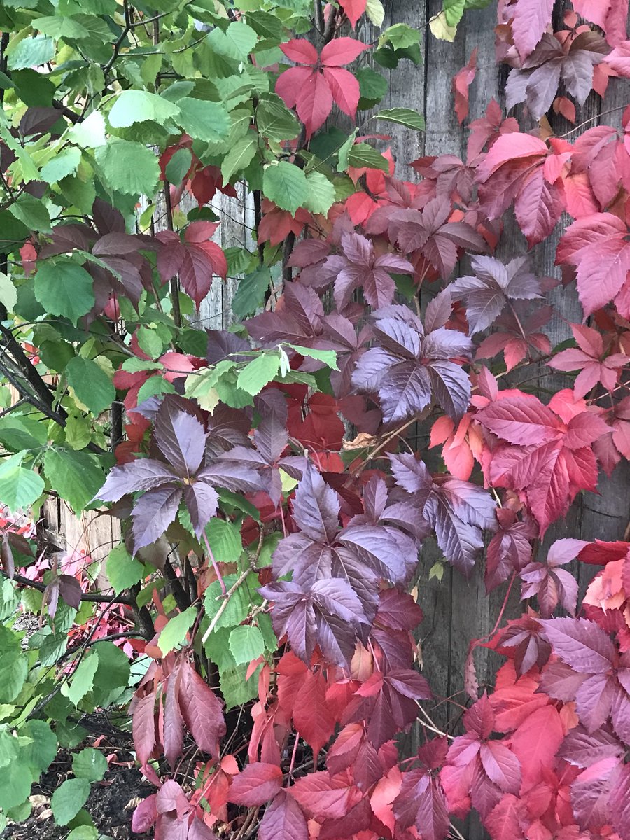 Lisa (@lisaeducate) on Twitter photo Enjoying the early #fallcolors #gardens #Fallwalk #plants #colors #walking Enjoying the early #fallcolors #gardens #Fallwalk #plants #colors #walking