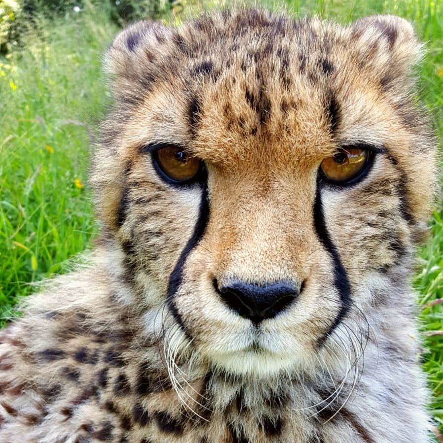 Willow wasn't quite ready for #Monday! 
#CatFactMonday #Cheetah cubs have long tall hair that runs from their neck to the base of their tail, which is called the #mantle. The mantle makes the cub look similar to a #honeybadger, & allows them blend into tall grass. #BCSDidYouKnow